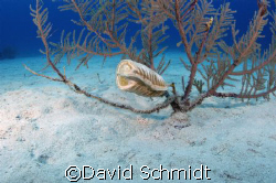Does anyone know what type of Egg case this is, depth of ... by David Schmidt 